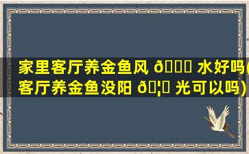 家里客厅养金鱼风 🍁 水好吗(客厅养金鱼没阳 🦆 光可以吗)